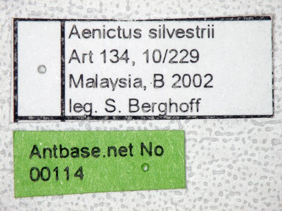 Aenictus silvestrii Wheeler,1929 Label