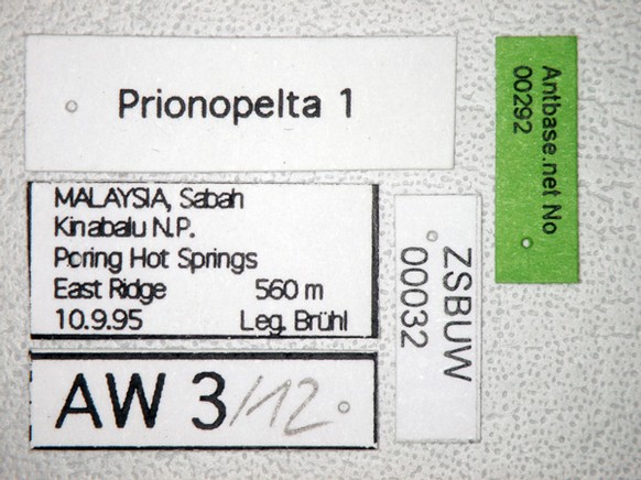 Prionopelta 1 Label