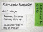 Prionopelta kraepelini Forel, 1905 Label