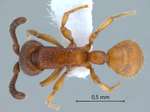 Cerapachys paradoxus Borowiec, 2009 dorsal