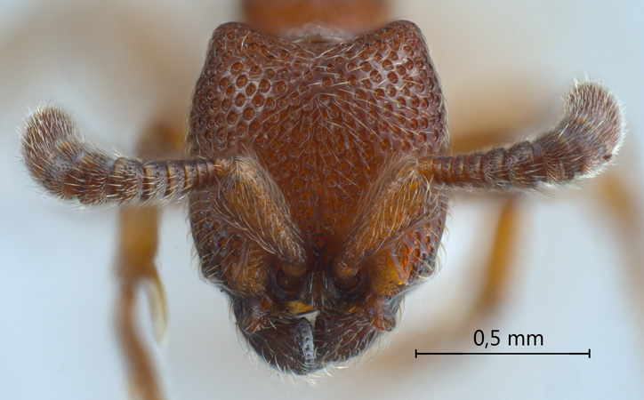 Cerapachys paradoxus Borowiec, 2009 frontal