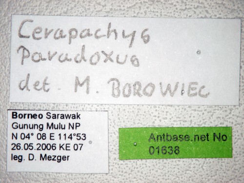 Cerapachys paradoxus Borowiec, 2009 Label