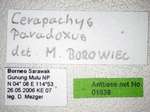 Cerapachys paradoxus Borowiec, 2009 Label