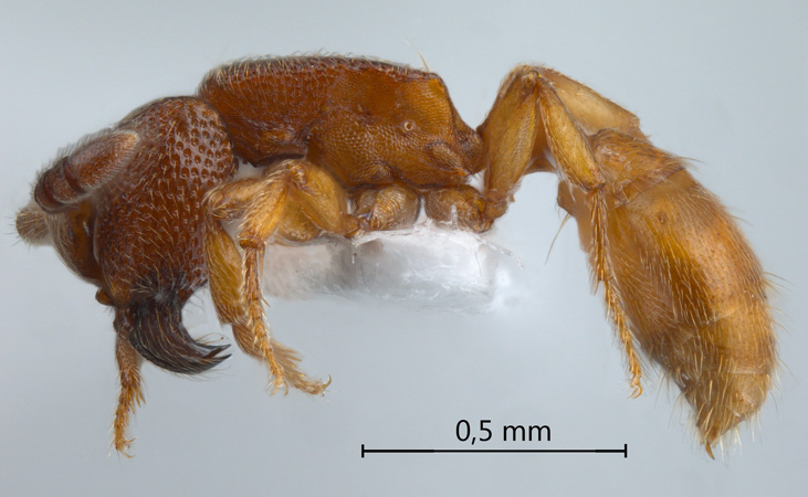 Cerapachys paradoxus Borowiec, 2009 lateral