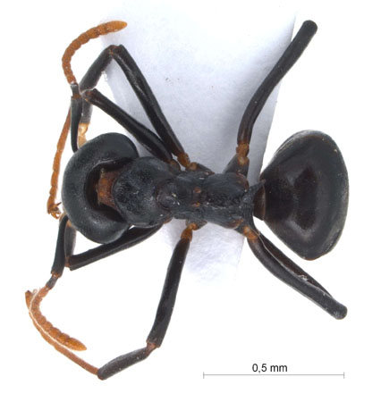 Dolichoderus coniger Mayr, 1870 dorsal