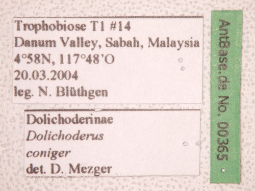 Dolichoderus coniger Mayr, 1870 Label