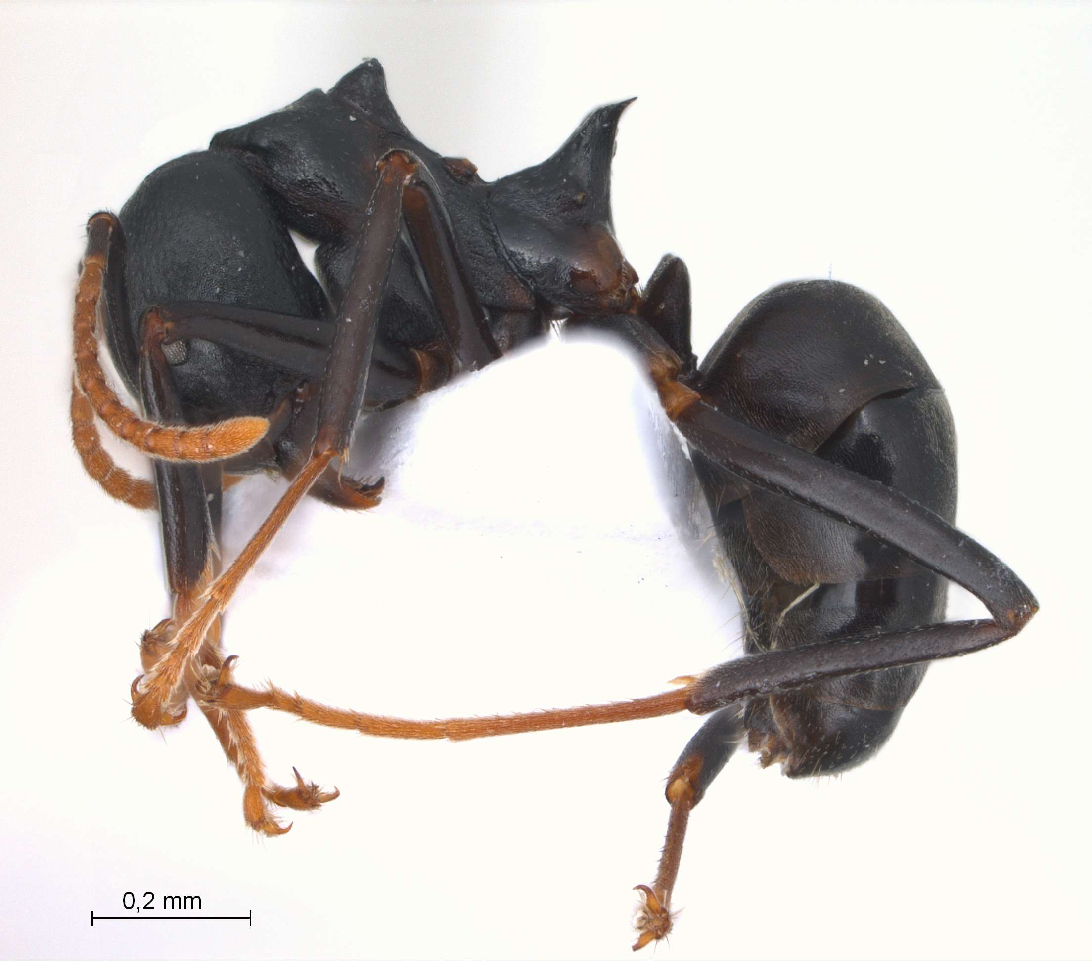 Dolichoderus coniger Mayr, 1870 lateral