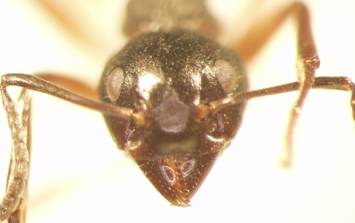 Dolichoderus cuspidatus Smith,1857 frontal