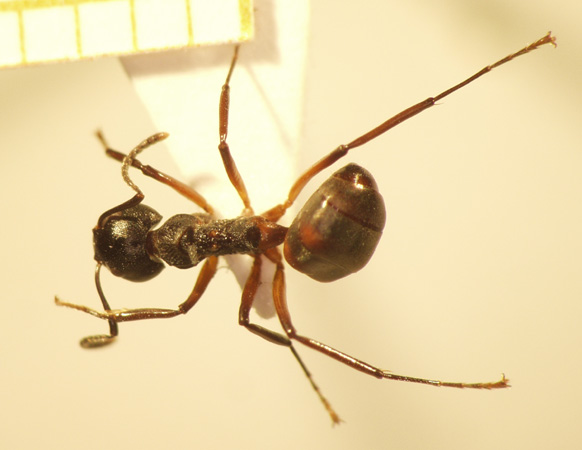 Dolichoderus cuspidatus Smith,1857 dorsal