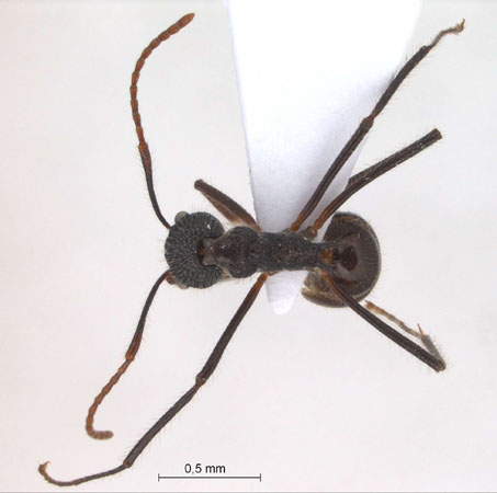 Dolichoderus indrapurensis Forel, 1912 dorsal