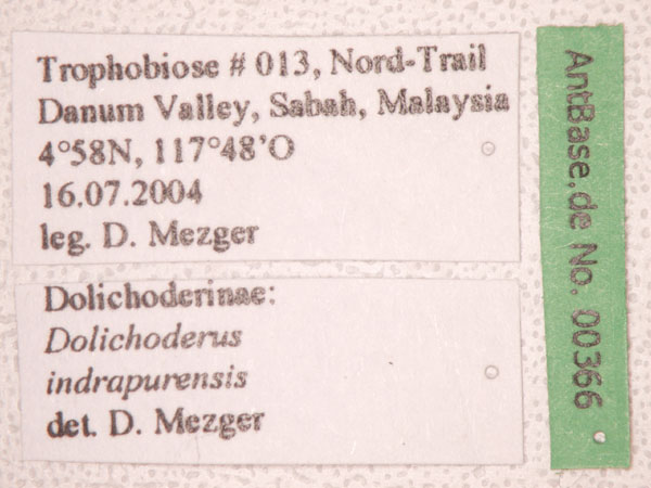 Dolichoderus indrapurensis Forel, 1912 Label