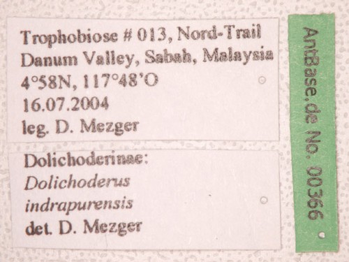 Dolichoderus indrapurensis Forel, 1912 Label