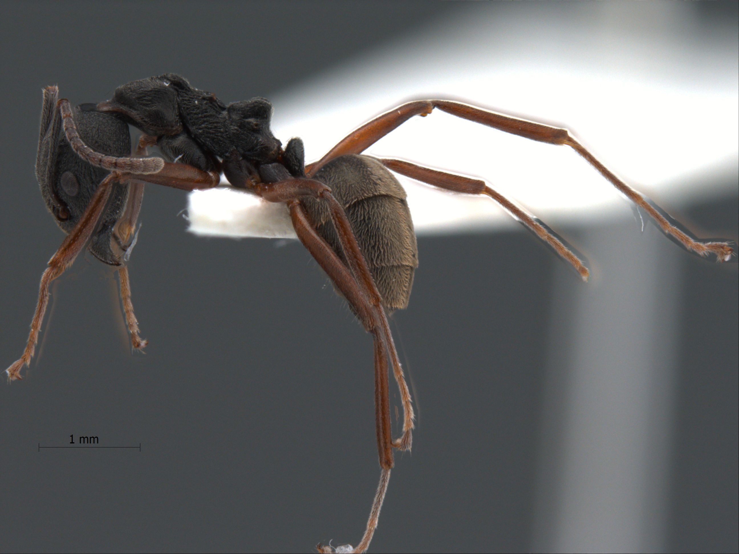 Dolichoderus kinabaluensis Dill, 2002 lateral