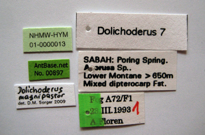 Dolichoderus magnipastor Dill, 2002 Label