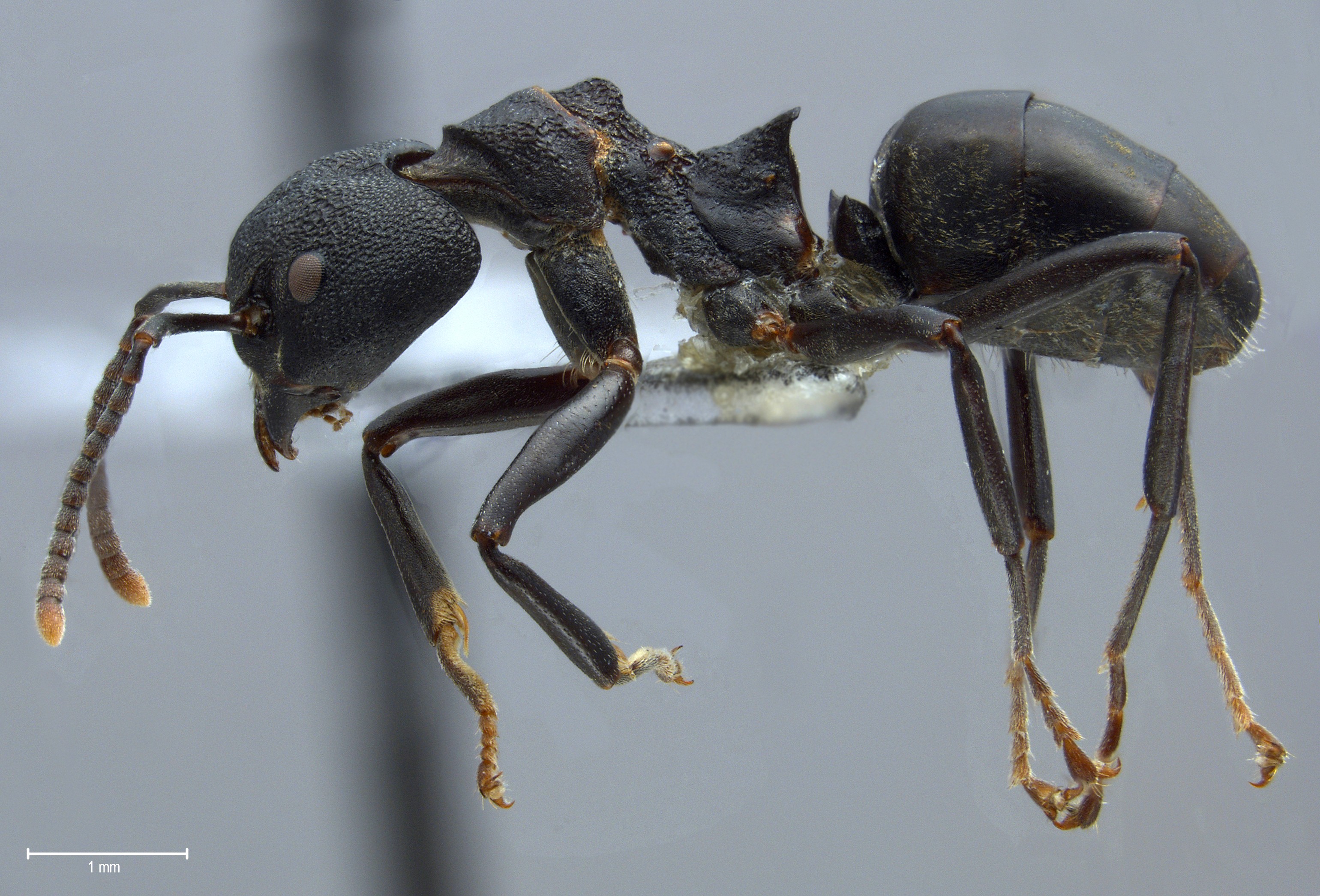 Dolichoderus magnipastor Dill, 2002 lateral