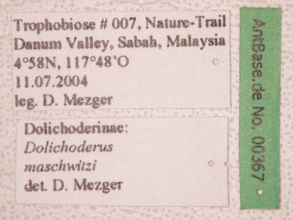 Dolichoderus maschwitzi Dill, 2002 Label