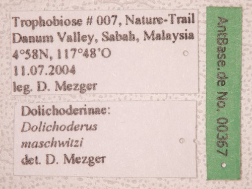 Dolichoderus maschwitzi Dill, 2002 Label