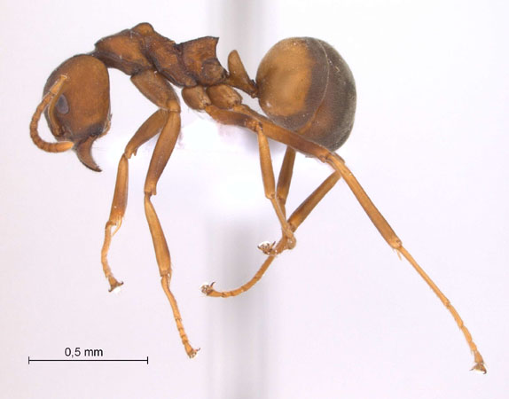 Dolichoderus maschwitzi Dill, 2002 lateral