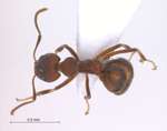 Dolichoderus pastorulus Dill, 2002 dorsal