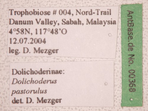 Dolichoderus pastorulus Dill, 2002 Label