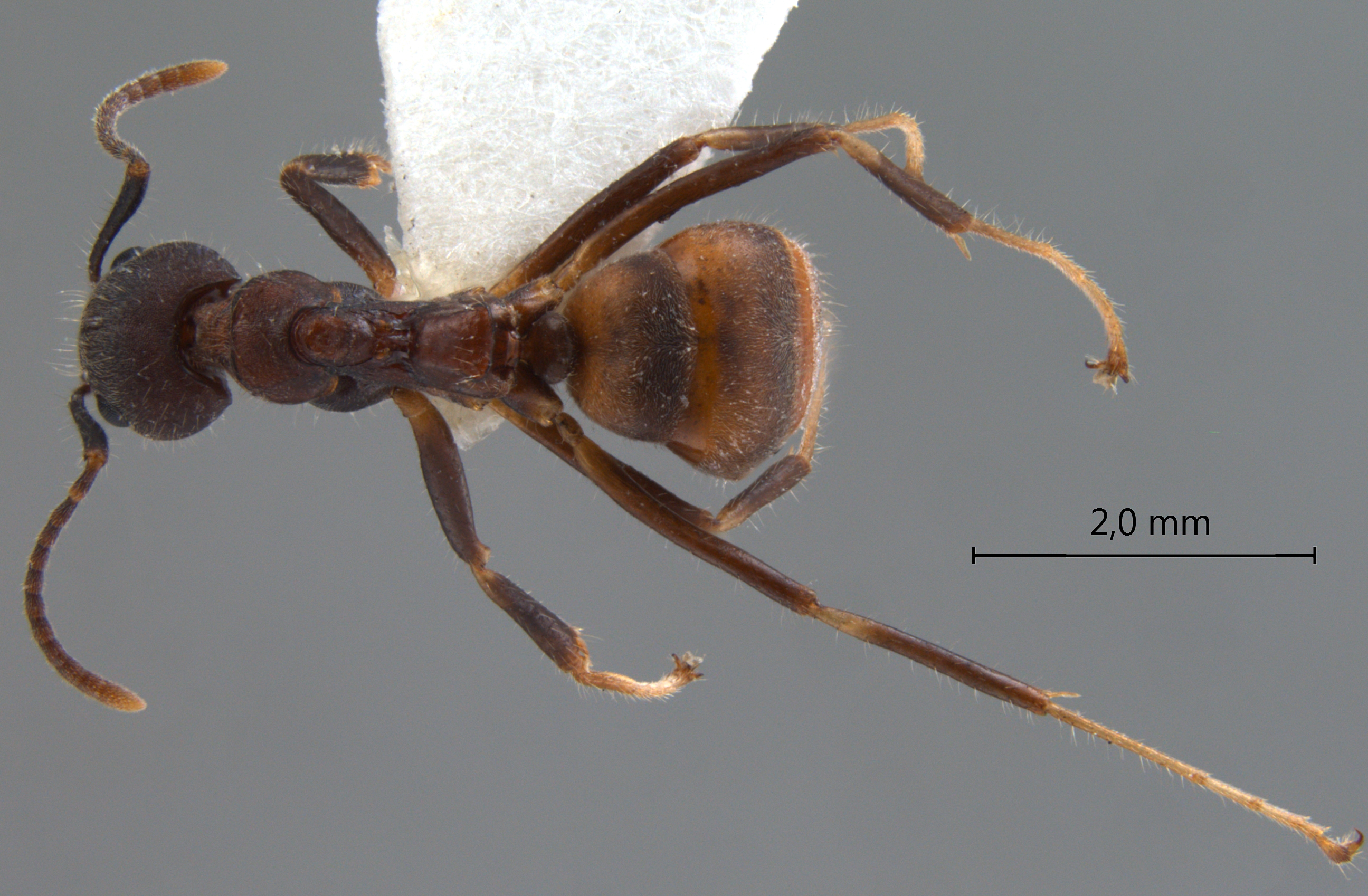 Dolichoderus pilinomas Dill, 2002 dorsal