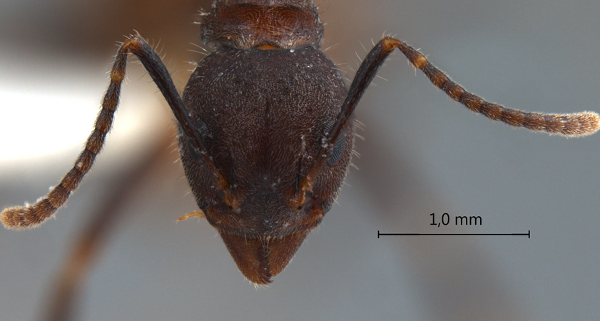 Dolichoderus pilinomas Dill, 2002 frontal