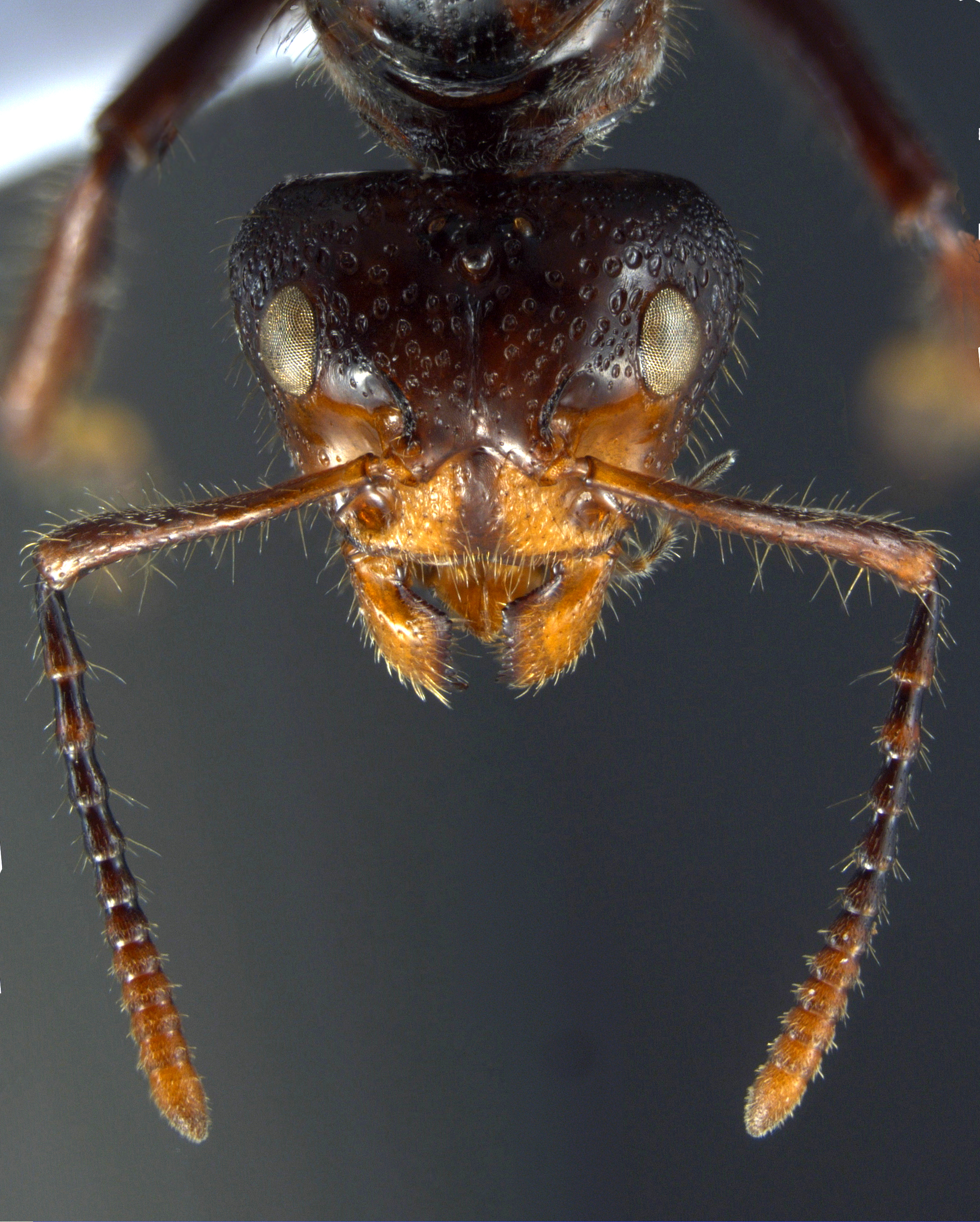 Dolichoderus sulcaticeps Mayr, 1870 frontal