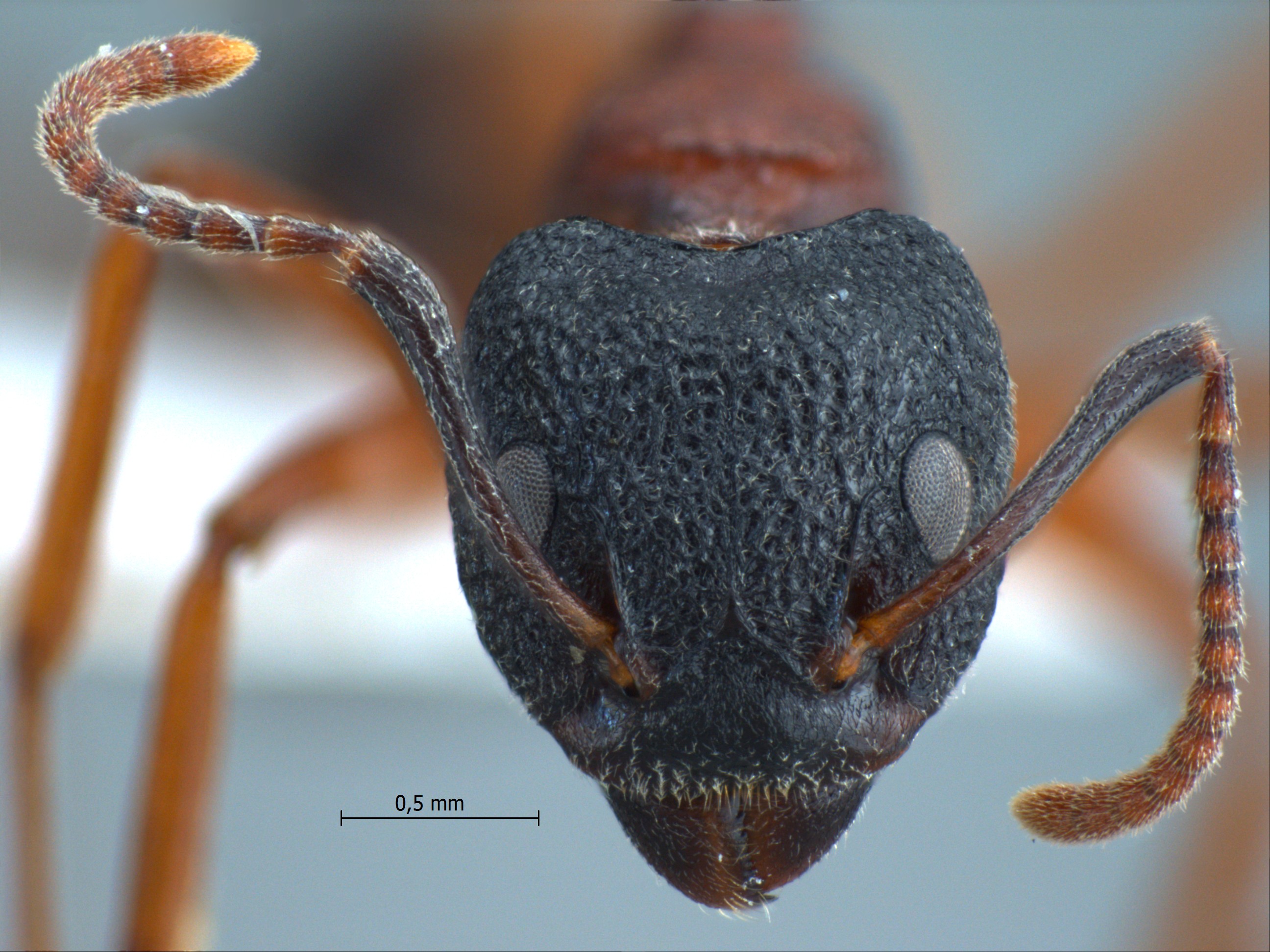 Dolichoderus tuberifer Emery, 1887 frontal