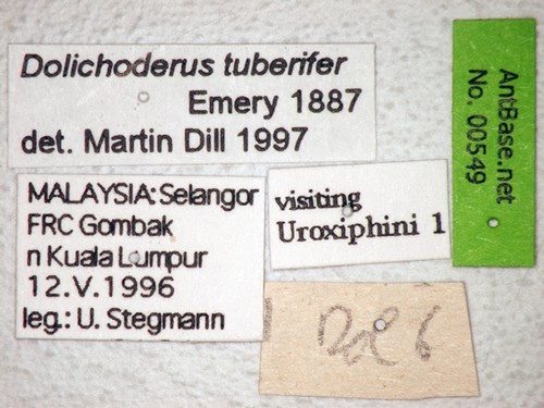 Dolichoderus tuberifer Emery, 1887 Label