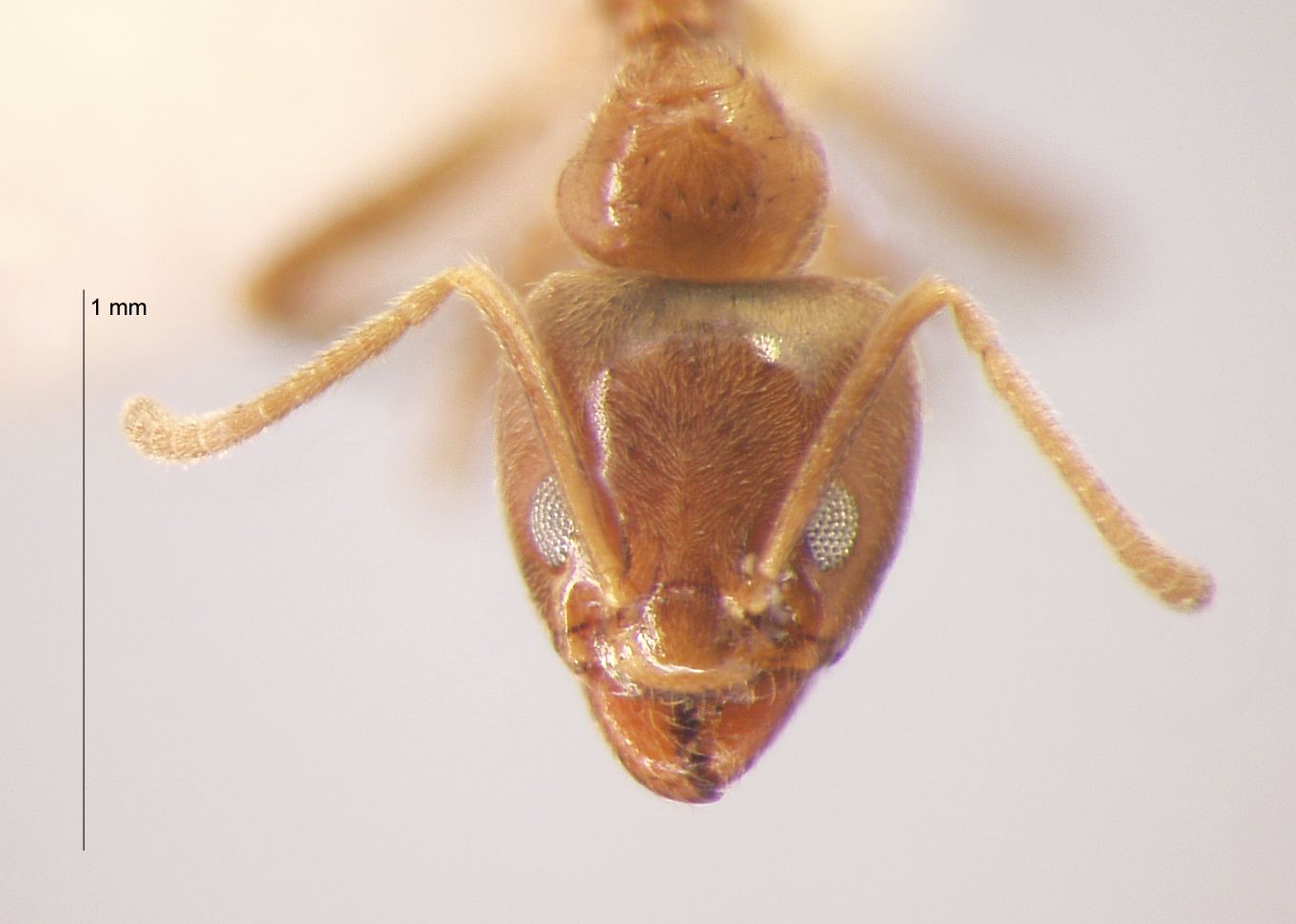 Philidris sp. 1 frontal