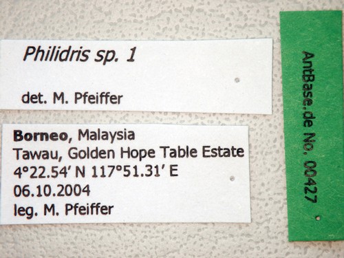 Philidris sp. 1 Label
