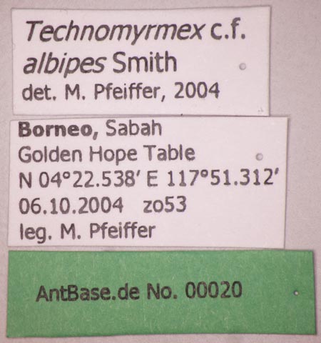 Technomyrmex albipes Smith, 1861 Label