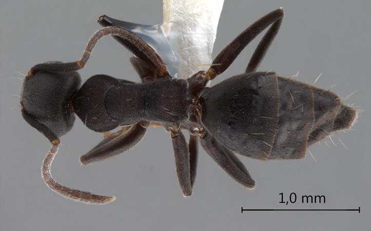 Technomyrmex butteli Forel, 1913 dorsal