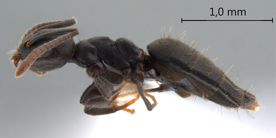 Technomyrmex difficilis Forel, 1892 lateral