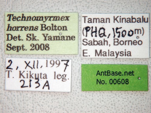 Technomyrmex horrens Bolton, 2007 Label