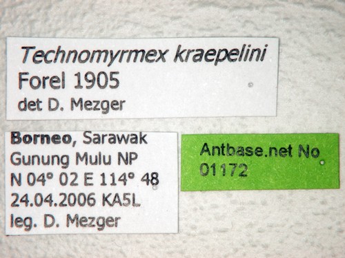 Technomyrmex kraepelini Forel, 1905 Label