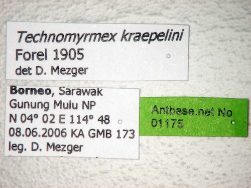 Technomyrmex kraepelini Forel, 1905 Label