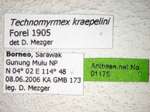 Technomyrmex kraepelini Forel, 1905 Label