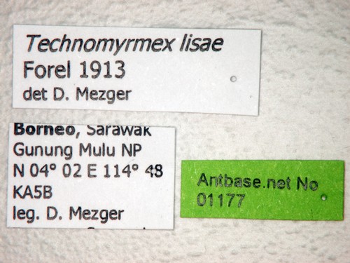 Technomyrmex lisae Forel, 1913 Label