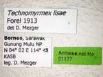 Technomyrmex lisae Forel, 1913 Label