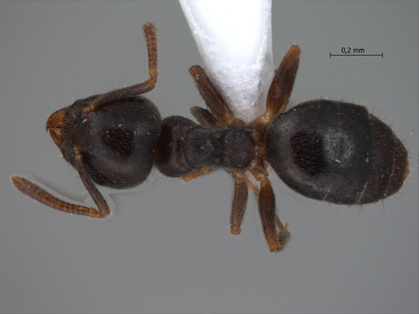 Technomyrmex mandibularis Bolton, 2007 dorsal