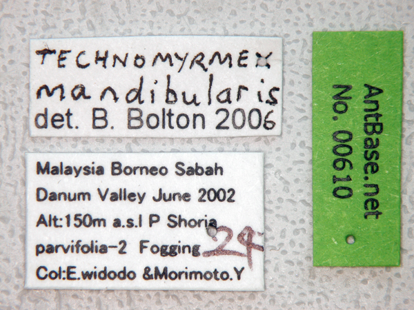 Technomyrmex mandibularis Bolton, 2007 Label