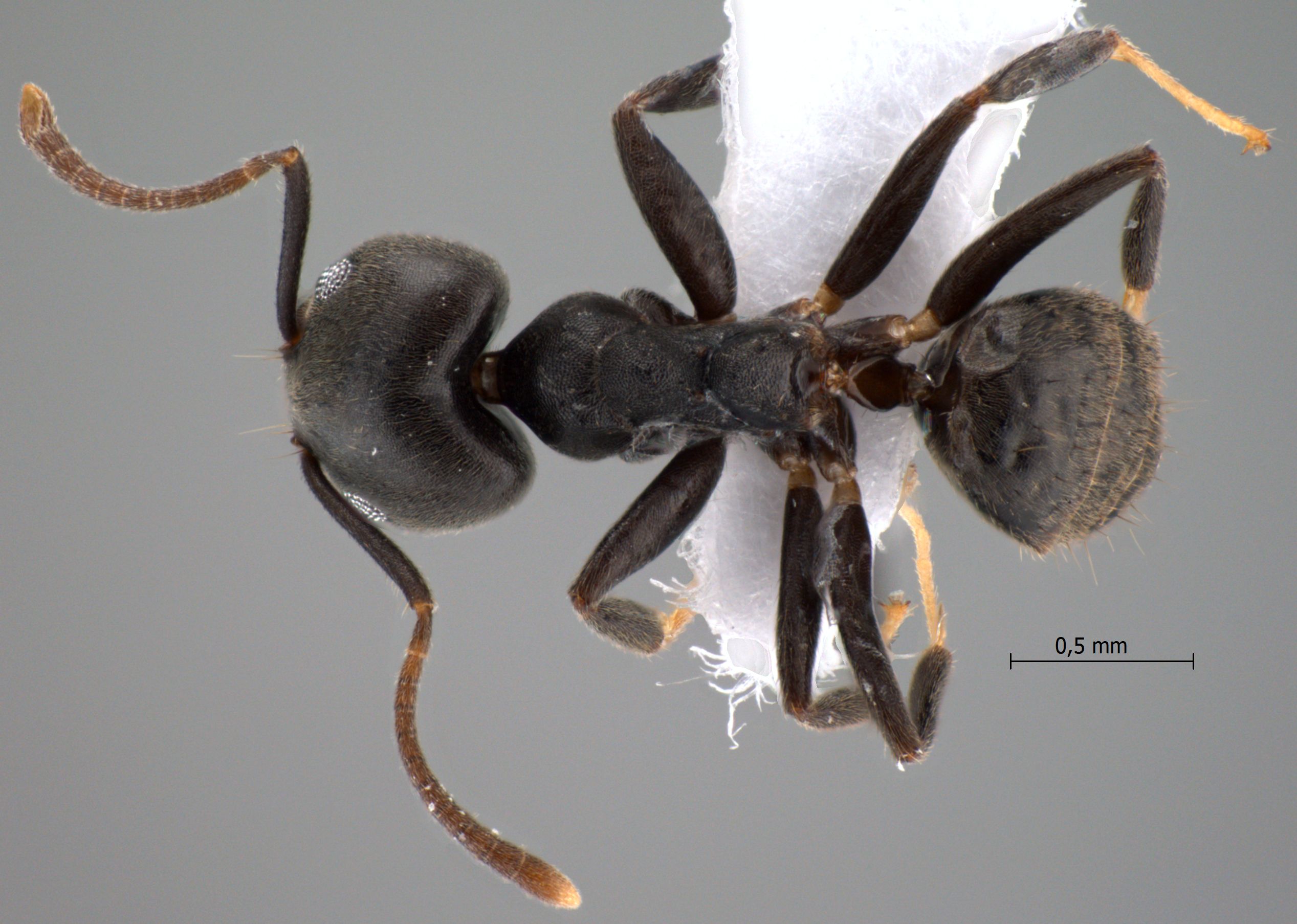 Technomyrmex modiglianii Emery, 1900 dorsal