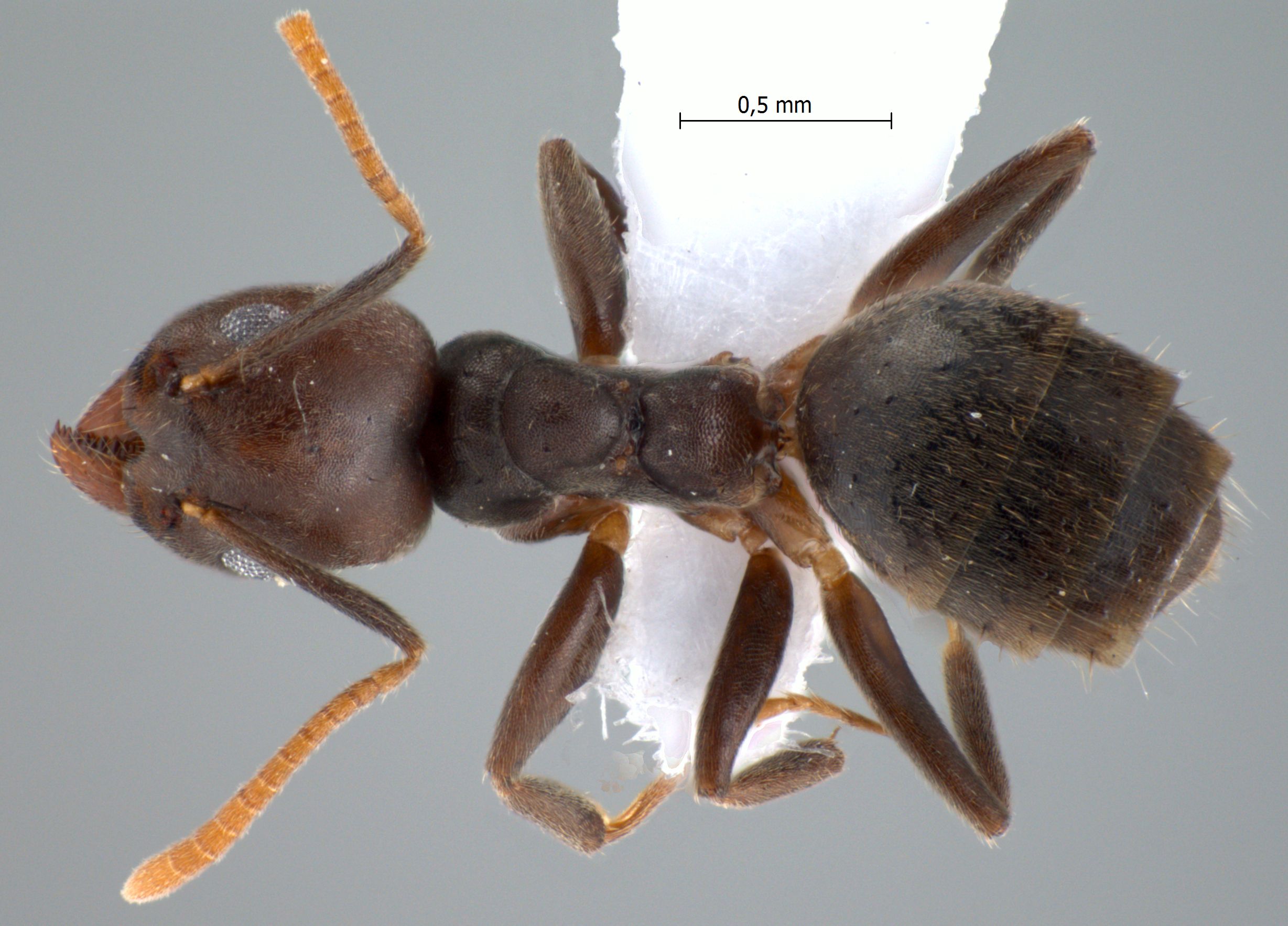 Technomyrmex pratensis Smith, 1860 dorsal