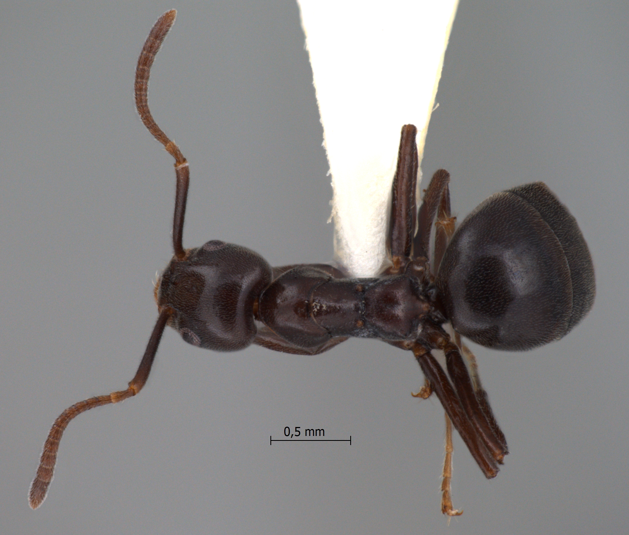 Technomyrmex reductus Bolton, 2007 dorsal