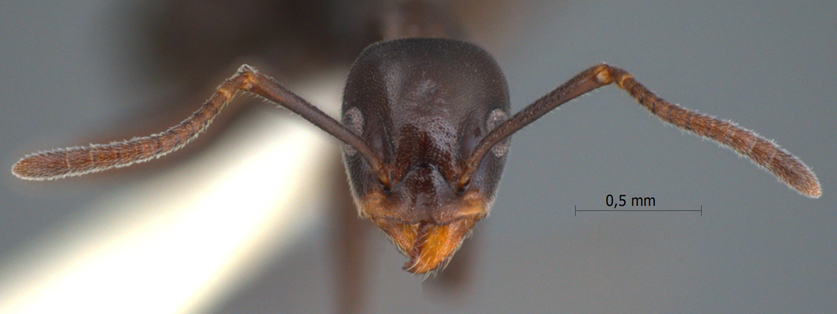 Technomyrmex reductus Bolton, 2007 frontal