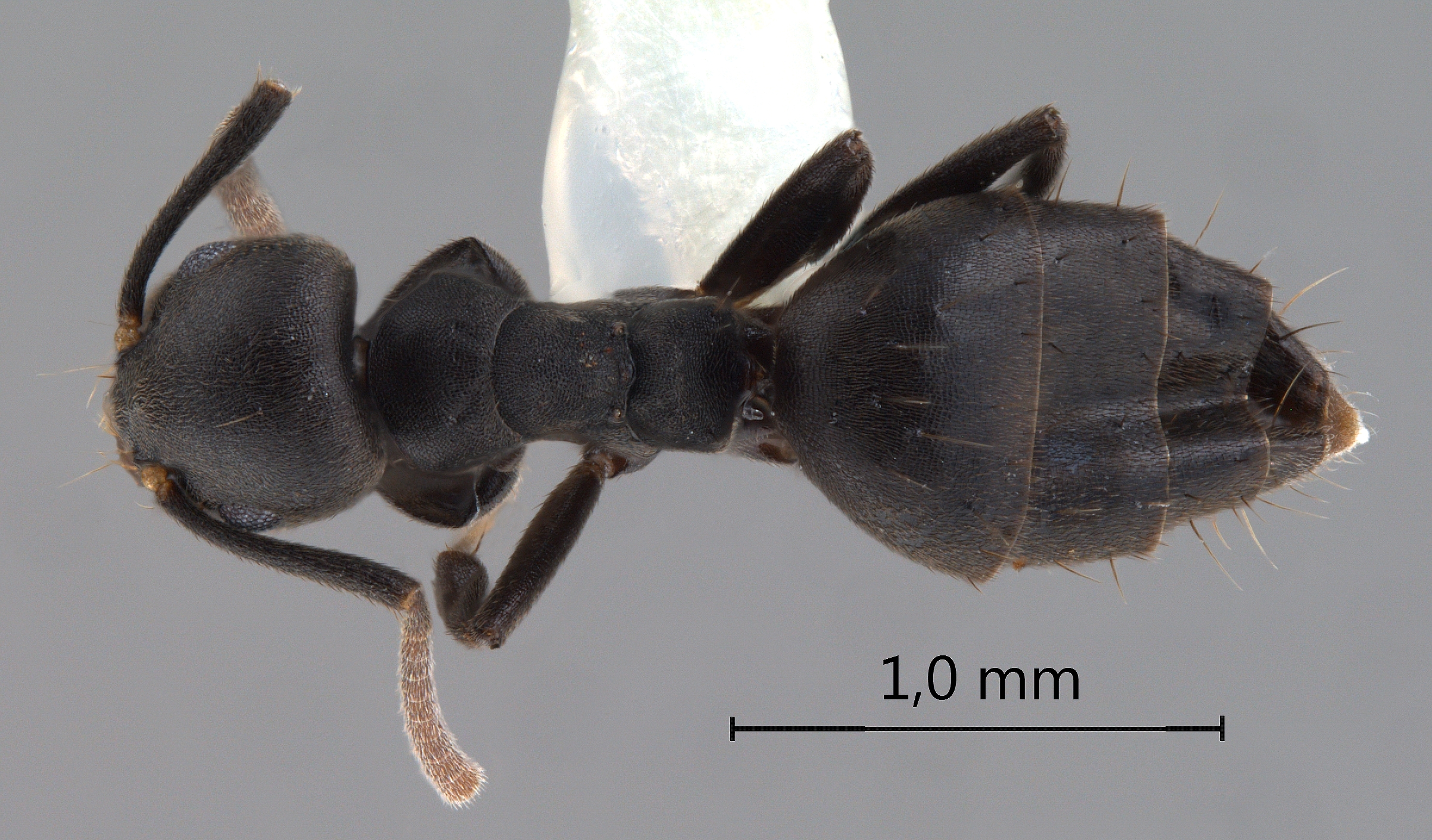 Technomyrmex rotundiceps Karavaiev, 1926 dorsal