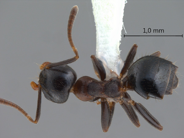 Technomyrmex strenuus Mayr, 1872 dorsal