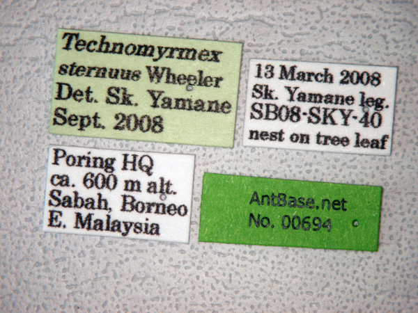 Technomyrmex strenuus Mayr, 1872 Label