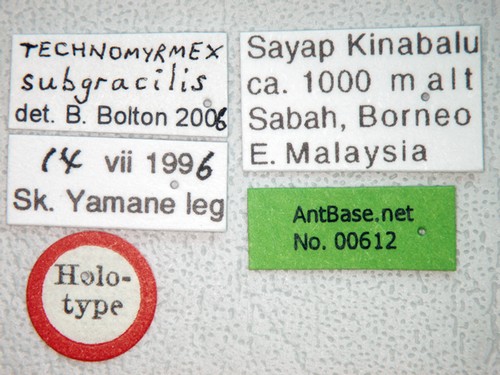 Technomyrmex subgracilis Bolton, 2007 Label